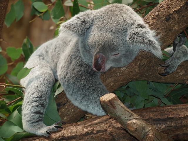 koala-bear-9960_640